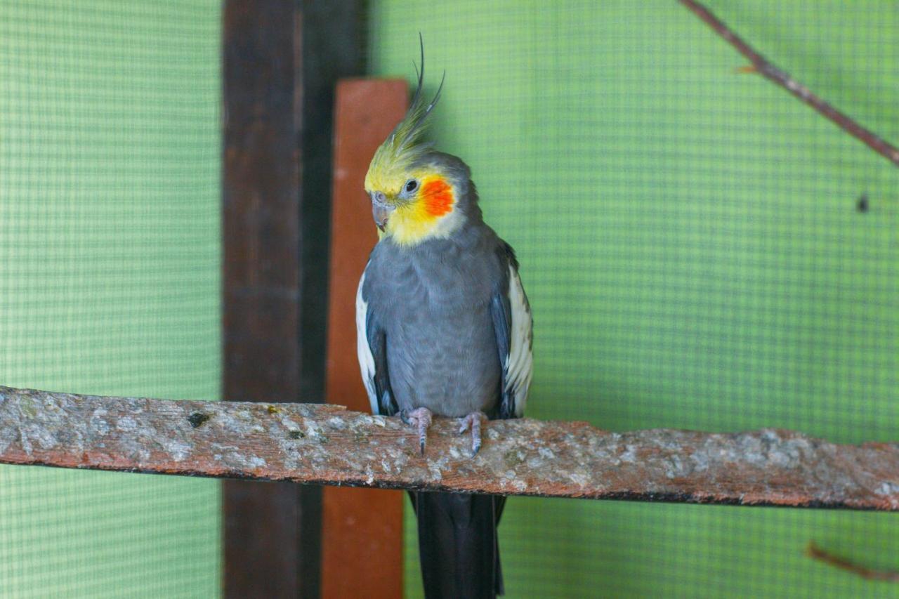 Pousada Campo Alegre Itatiaia  Esterno foto